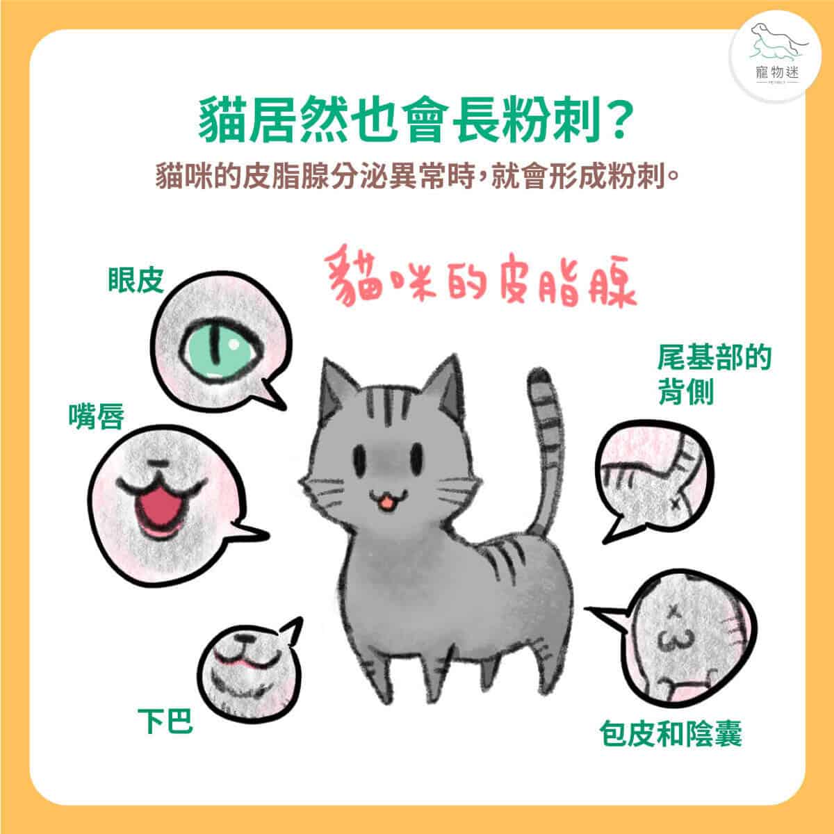 貓咪下巴長黑點？5招改善常見貓粉刺問題！