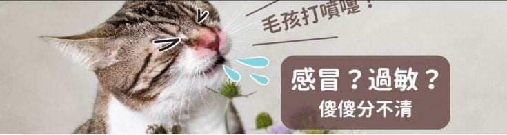 毛孩花粉症別輕忽！改善狀況的6大照護法＋醫療費用補貼解法