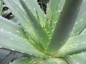 20140716-Herbal Remedies for Dogs-2