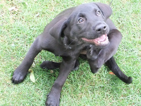 狗狗該換飼料嗎?6大徵兆你一定要知道! 3 6 Signs it’s Time to Change Your Dog’s Food-4