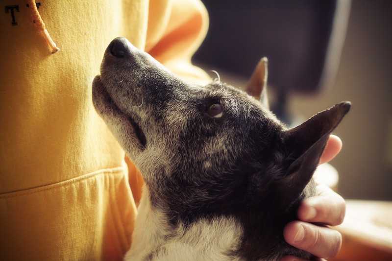 Caring for Your Senior Dog-1