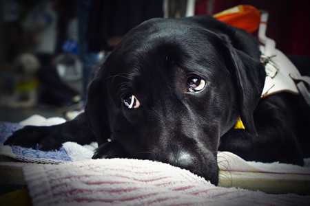 Feeding the Dog with Cancer-3