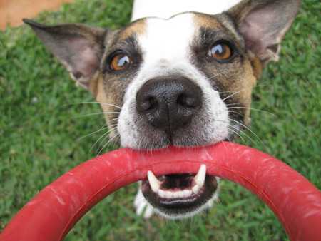 Pet Alzheimer's Disease-2