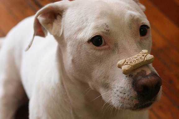 Pick Top Quality Dog Treats-1