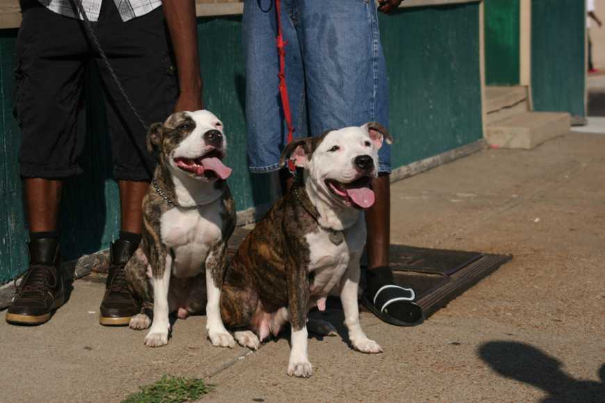 Prevent Overheating in Dogs-1