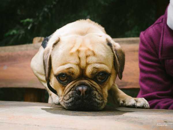 Stress triggers for dogs-3