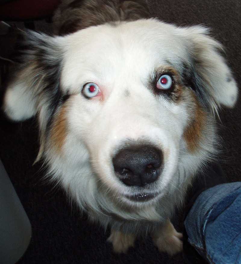 Tumors and Cancers in Dogs-1