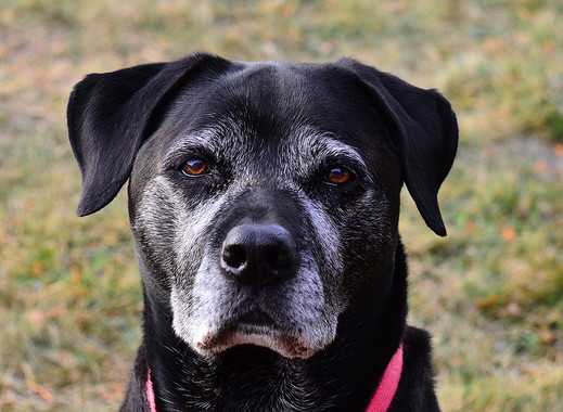 Tumors and Cancers in Dogs-3