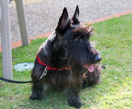 top10 dog cancer-2