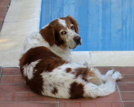 top10 dog cancer-3