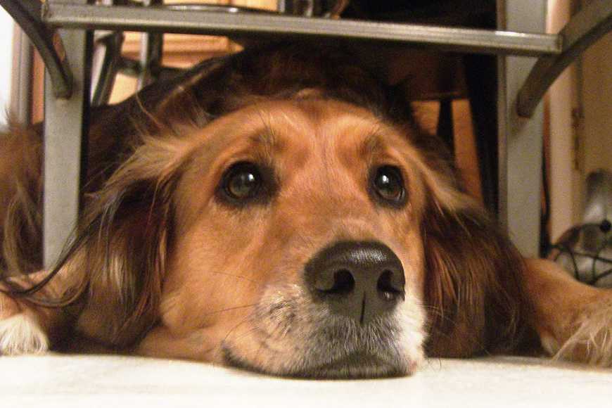 狗狗關節炎  飼料應避免含穀類