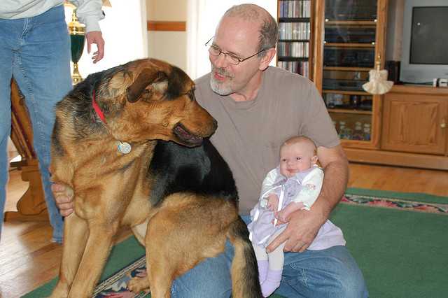 【幼犬 vs 成犬】5大關鍵差異一次看懂,幫你選出最適合的狗狗! 2 Adopt a Puppy or an Adult-3