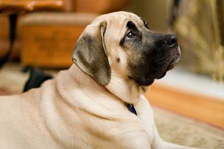 Causes of Anemia in Dogs-2