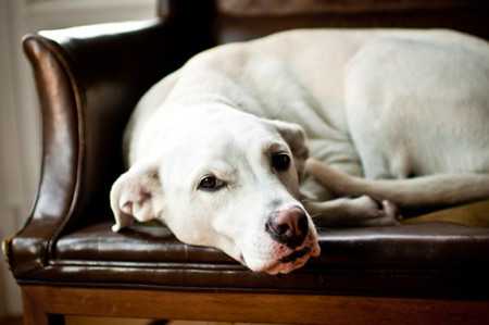 Causes of Anemia in Dogs-3