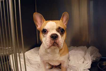 Dog Liver Disease Symptoms-2