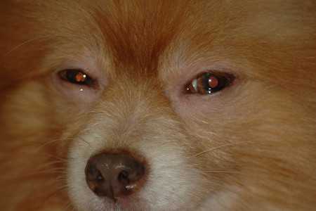 Glaucoma in Dogs-3