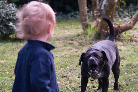 dog attack-3