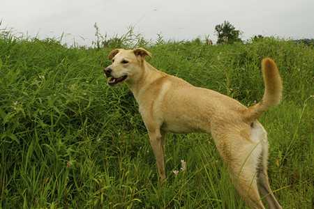 Fleas, Ticks and Mosquitoes in the Winter-3