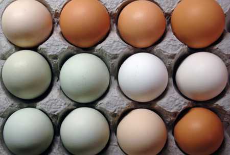 Raw feeding myths-2