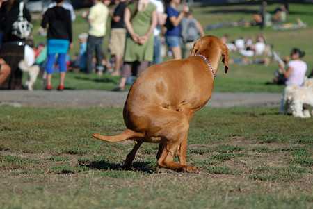 dog compass-2