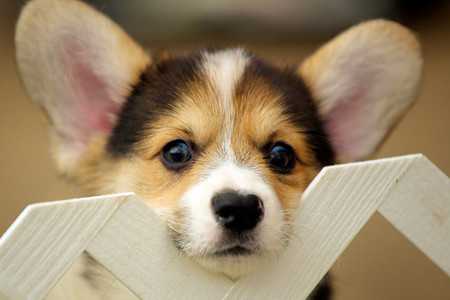 puppy housetraining-3