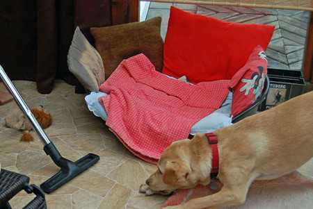 Flea Allergy Dermatitis in Dogs-3