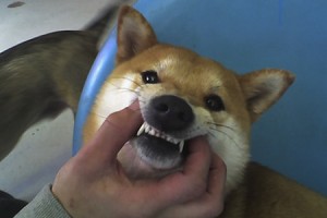 Improving Dog’s Teeth Could Save His Life-1