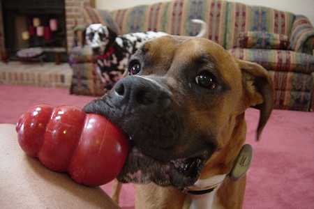 Puzzle Toys For Dogs-2
