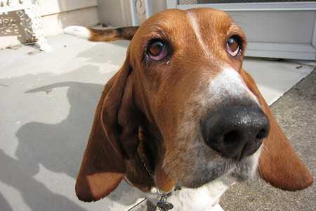 Treatment of Ear Infections in Dogs-2