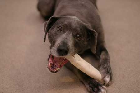 Why Dogs Find Some Toys Boring-3