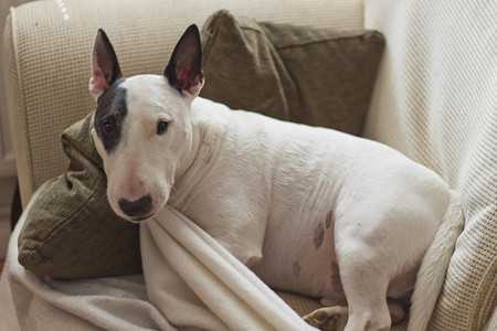 bull terrier-4
