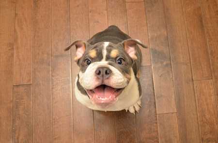 bulldog-2