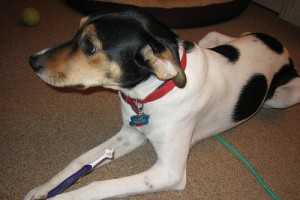 canine dental cleaning-2