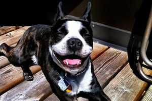 canine dental cleaning-3