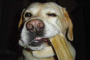 canine dental cleaning-7