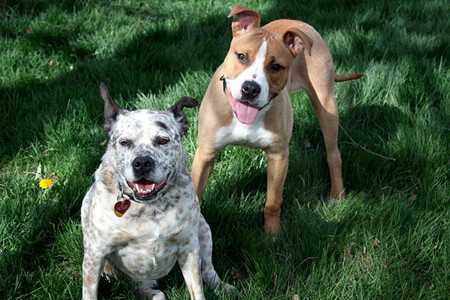 canine lyme disease-3
