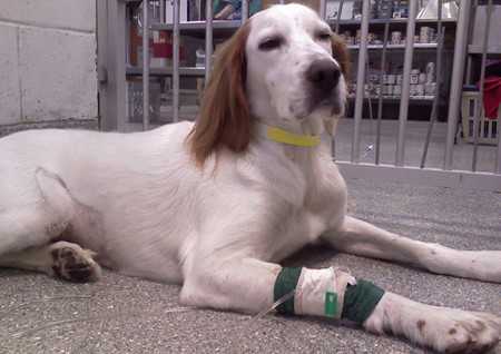 canine pancreatitis-3