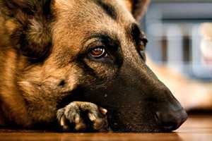 care for the senior dogs-4