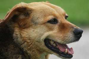 care for the senior dogs-5
