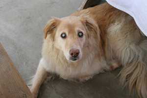 care for the senior dogs-6