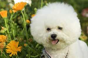 care for the senior dogs-7