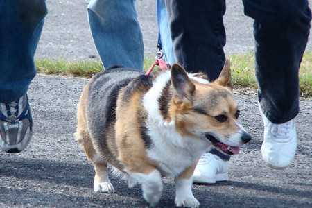 corgi-3