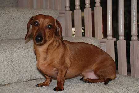 dachshund-3