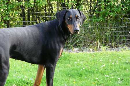 doberman-3