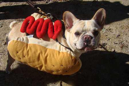 french bulldog-2