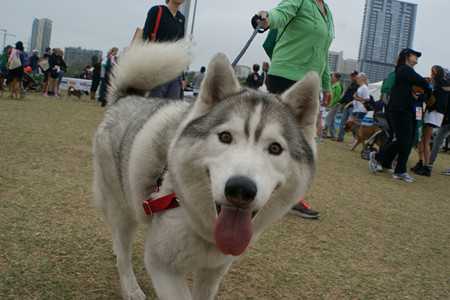 husky-3