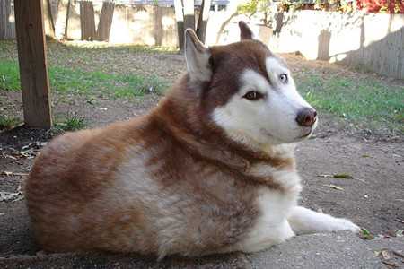 husky-4