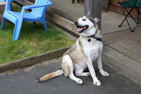 husky-5