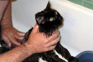kill flea & tick-4
