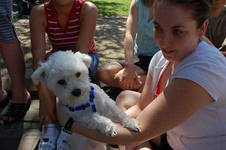 maltese-3